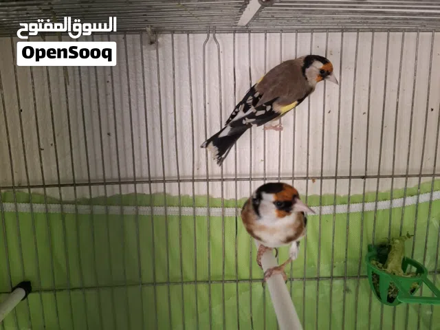جوز حسون الفحل نزال بغار وبلش يطلع منها بصفر خفيف