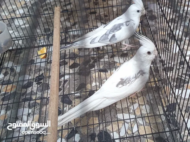 كوكتيل بصمه مسبع خط اول مضمون منتجات