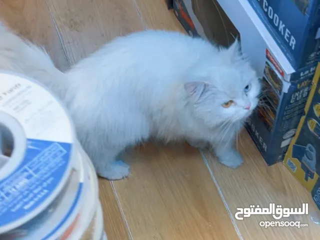 سلام عليكم قطعه شيرازي