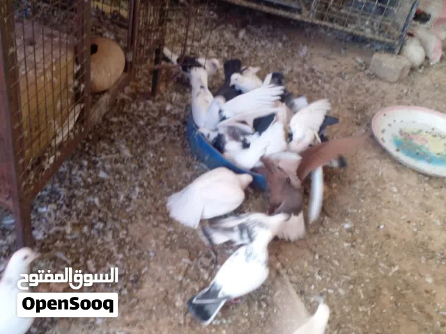 15 جوز  للبيع 35 الكوم