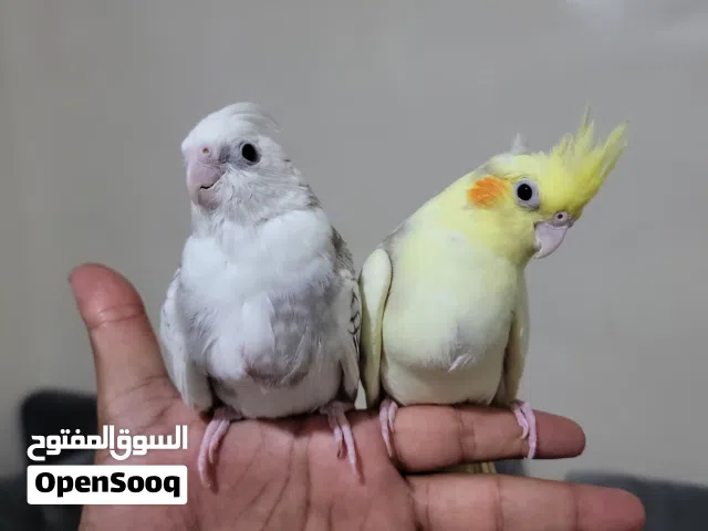 كوكتيل اليف