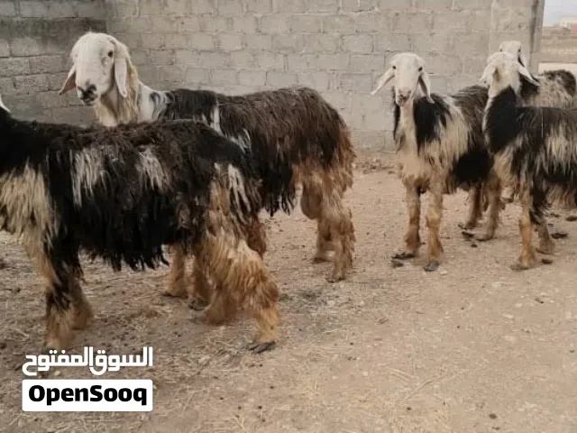 نجديات بيور