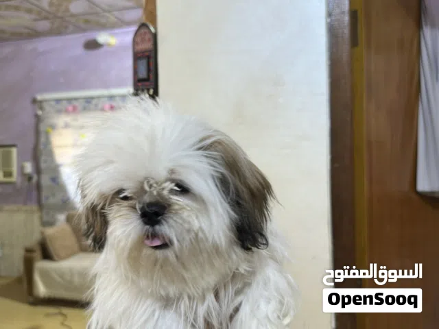 شيتزو نقاوه فول