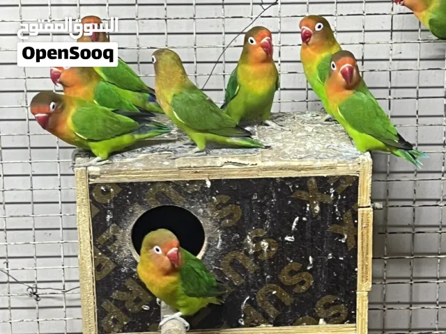 طيور فيشر 30 طير