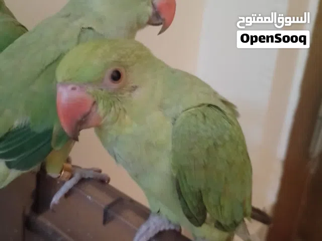 دره متوسط اليف 70٪ يحتاج له اكثر تدريب  عمرهم من 5 الى  6 اشهر