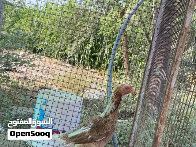 دجاجه باكستانية