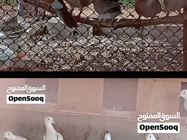 البيع حمام عفاد
