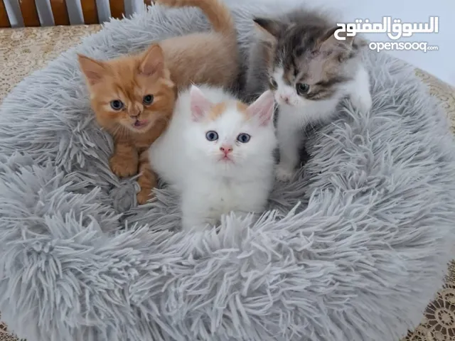 قطط بيور شيرازي