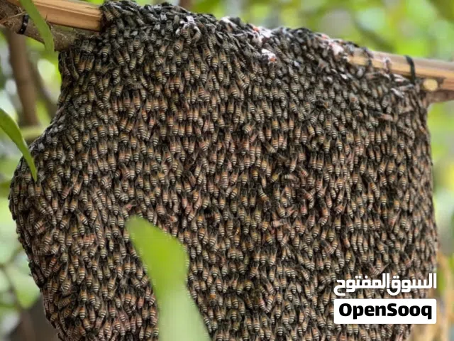 خلايا أبو طويق لبيع