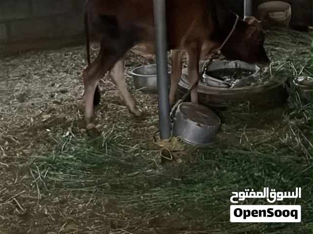 عجل فل سمنه 280 قابل للتفاوض