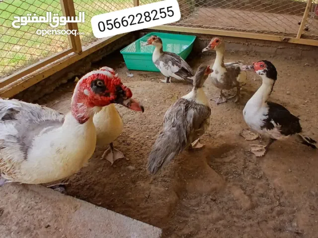 بط خمس اناث وواحد ذكر