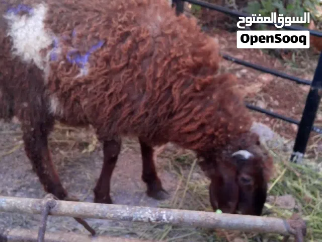 خرفان ثنين وعبور صحه و نضافه ضهور مسكرات لحم