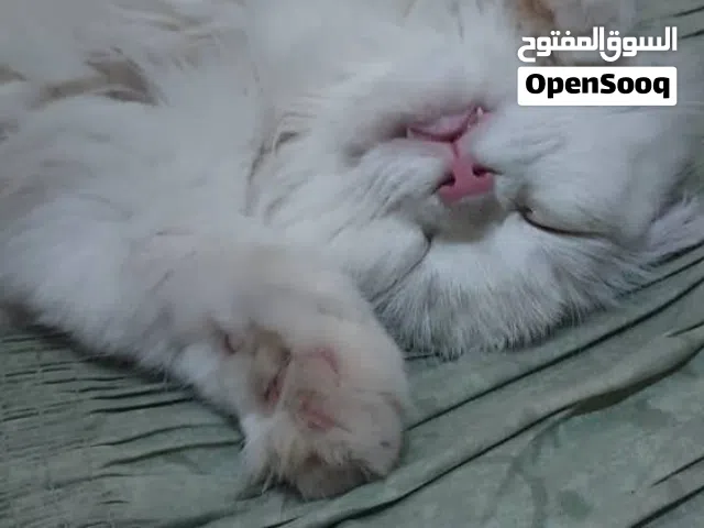 قطه.  لون ابيض.  عمر سنه ونصف