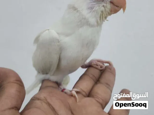 دره ابيض للبيع