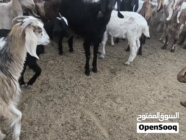 جديان عمرهن 5شهور و3 شهور العدد 47 طرف نشطات مغسولات و محصنات كلهم ربي يبارك