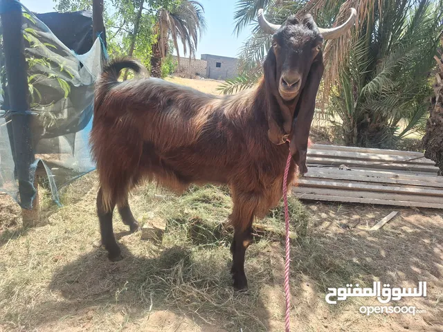 فحل ماعز قبرصي