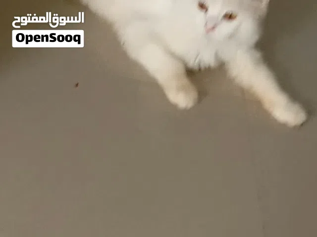للبيع   قطط شيرازي 2ذكور واثنين انثي  سعرالكبار الوحد   12وصغار الوحد ب15 من آخر الموقع بركاء الهرم