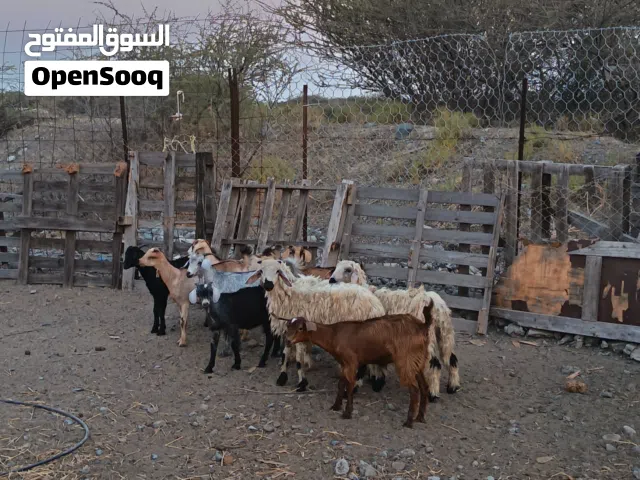 للبيع تيوس كباشه وصخلان