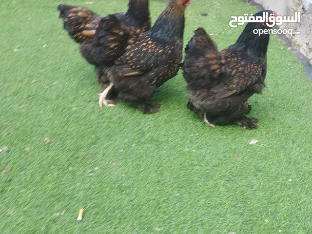 تلاتة دجاجات براهما سبرايت احمر منتجات
