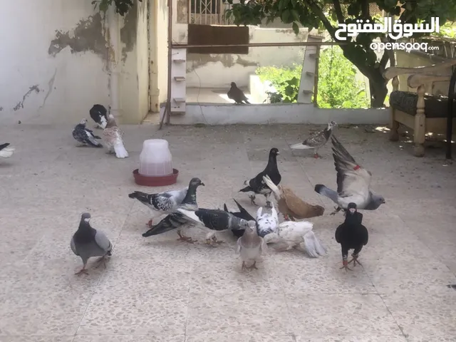 حمام للبيع. 15 حمامه. مطلوب 45 موجودة. ف جبل المنارة