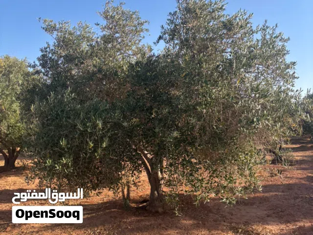 موجود اشجار زيتون باحجام مختلفه نبيالي واربيكانا من 2 بوصه الى 5 بوصه الارتفاع يوم الاثنين متر الى 5