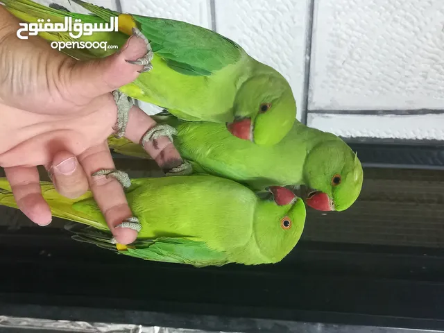 متوفر بفضل الله ببغاء الدرة الهندي البلدي اليف وغير اليف ريش كامل صحة ماشاء الله ريش كامل