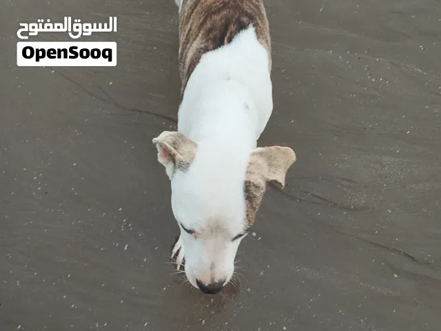 اعلان كلاب للبيع فرصه كلاب حراسه وبسعر معقول شوف الوصف مهم