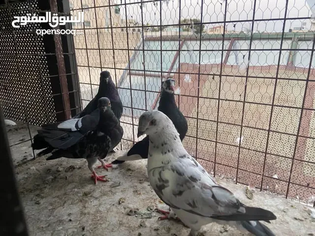 حمام للبيع تواصل على الرقم الي في الوصف لا معرفة السعر