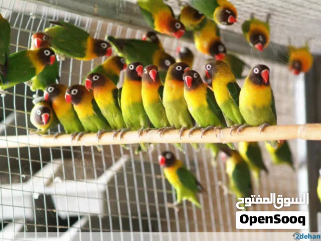 11 طير فيشر للبيع جملة