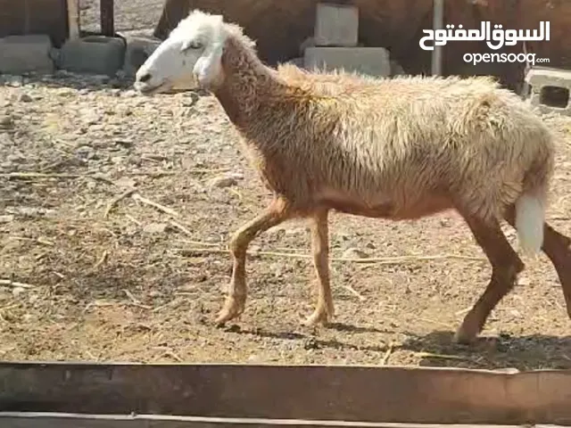للبيع جاعده تهجين نجدي عماني