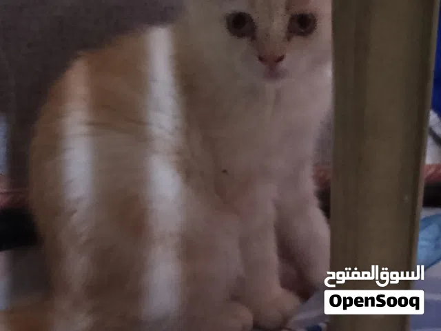 قطط شيرازي بيرشن للبيع بسعر مناسب   قطط لعوبين وبصحه جيده ممتازه  متعلمين ع لتر و ع الاكل دراي فود