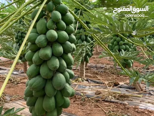 شتل بابايا هجبن