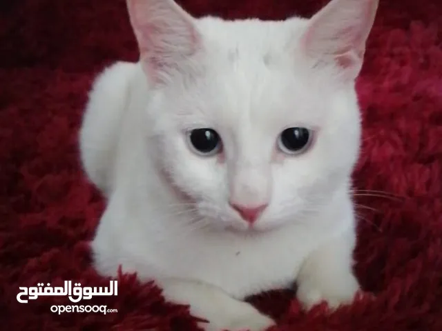 قطة بيضاء بعيون زرقاء