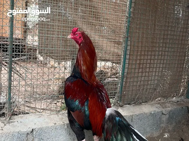 ديك سندي بنجابي