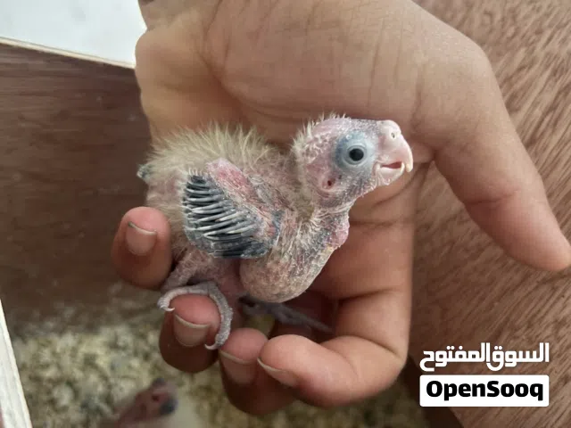 سلام عليكم ورحمة الله وبركاته موجود مجموعه طيور فروخ ترويض كوكتيل او بركديلو اللون او حجم الله يبا
