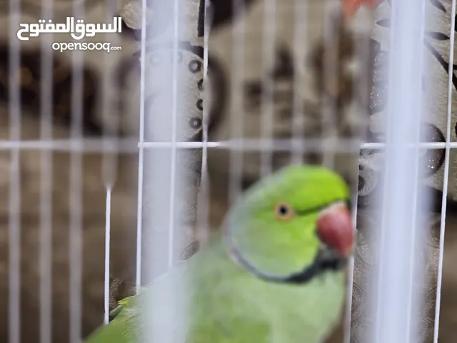 زوج دره للبيع