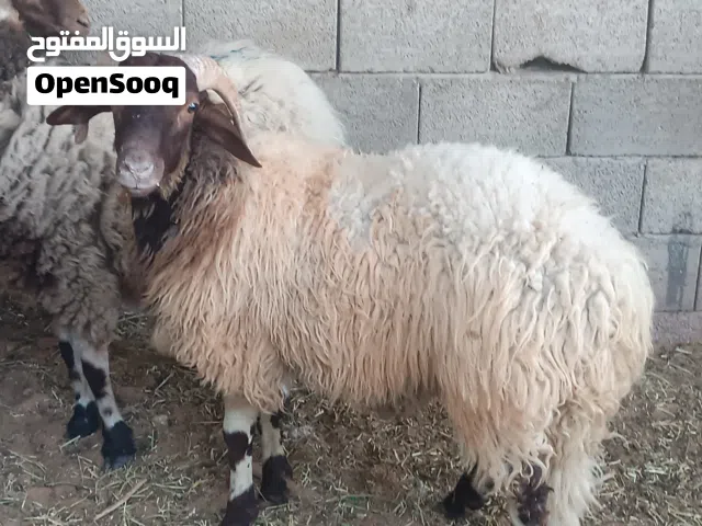 خروف بسم الله مشألله