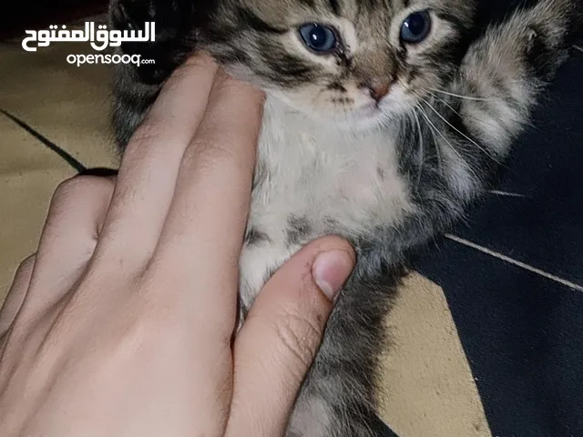 قطط سكوت ب هملاية عمر 3اشهر سعر 100