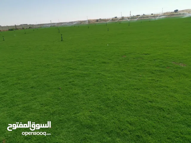عشب طبيعي امريكي