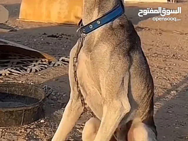 سلوقي عربي