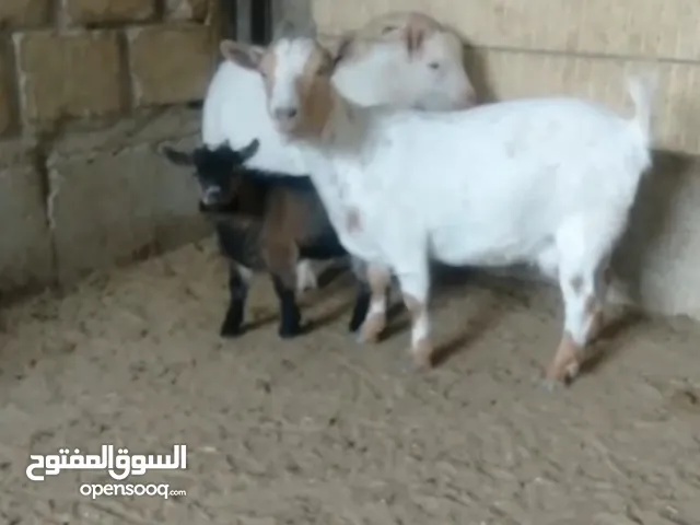 تيس صغير وتيس فحل وعنز ولادة للبيع