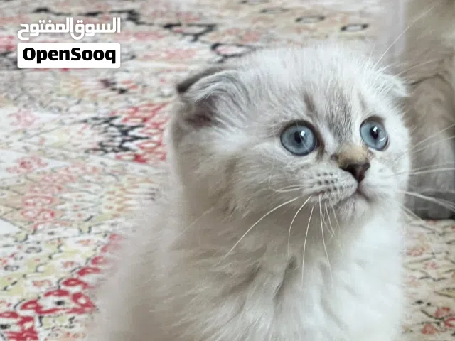 قطه ذكر سكوتش