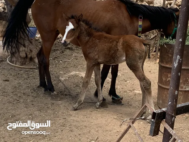 فرس للبيع وراها مهره