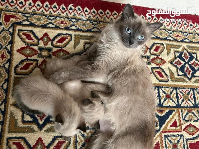 قطط سيامو للبيع