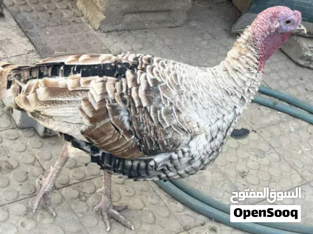 دجاج فرعوني مصري