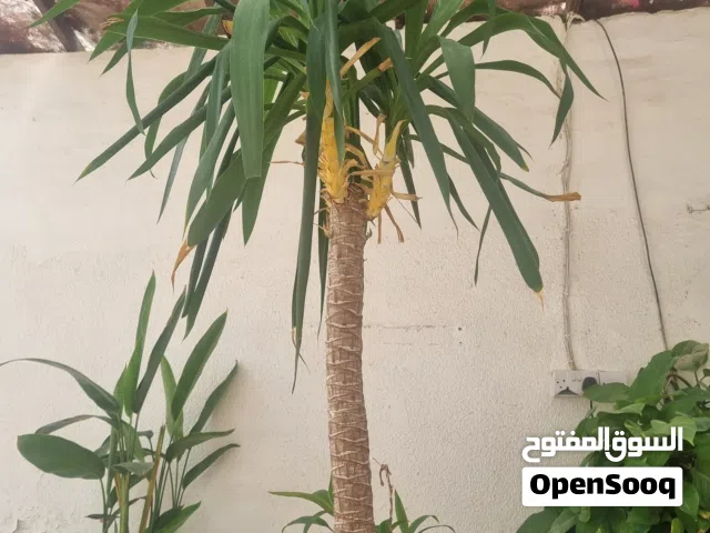 شجرة يوكا (Yucca) مع أصيص ديكوري فاخر رخام نبات زينة أنيق وطويل وصف مهم تواصل واتس