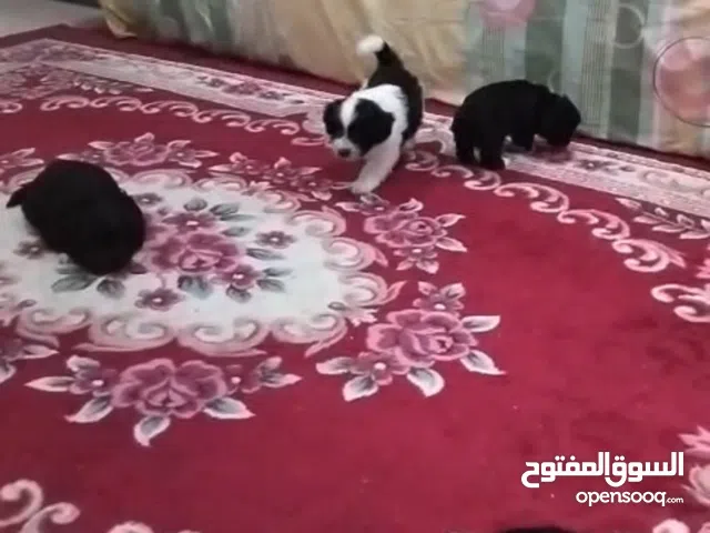 جراوي  شيتزو