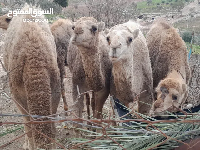 قعدان وبكار لحم للبيع.