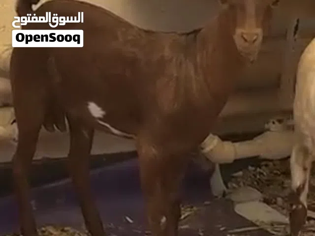 Salalah baby goat ماعز عماني