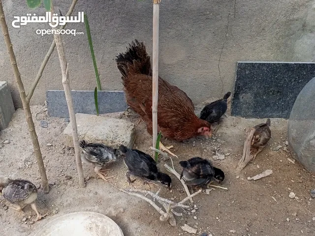 دجاجه وافراخها